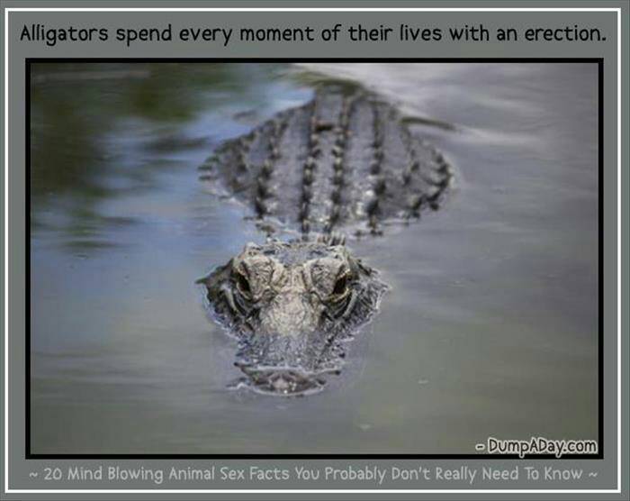 DanniAmyLou's tweet photo. HARD to satisfy? Try being an alligator 🐊 🐊 🐊 https://t.co/Ag7NgatYdD