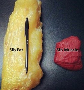 BodyMetRx's tweet photo. The scale can't tell the difference between a lb of fat and a lb of muscle. #bodymetrx #bodyfattest #secambca https://t.co/BEJMoxwqW2