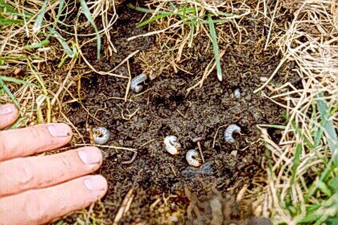 Now is the time to apply Preventative Grub Control. Call today to get an estimate and schedule your Grub Control. Don't delay!