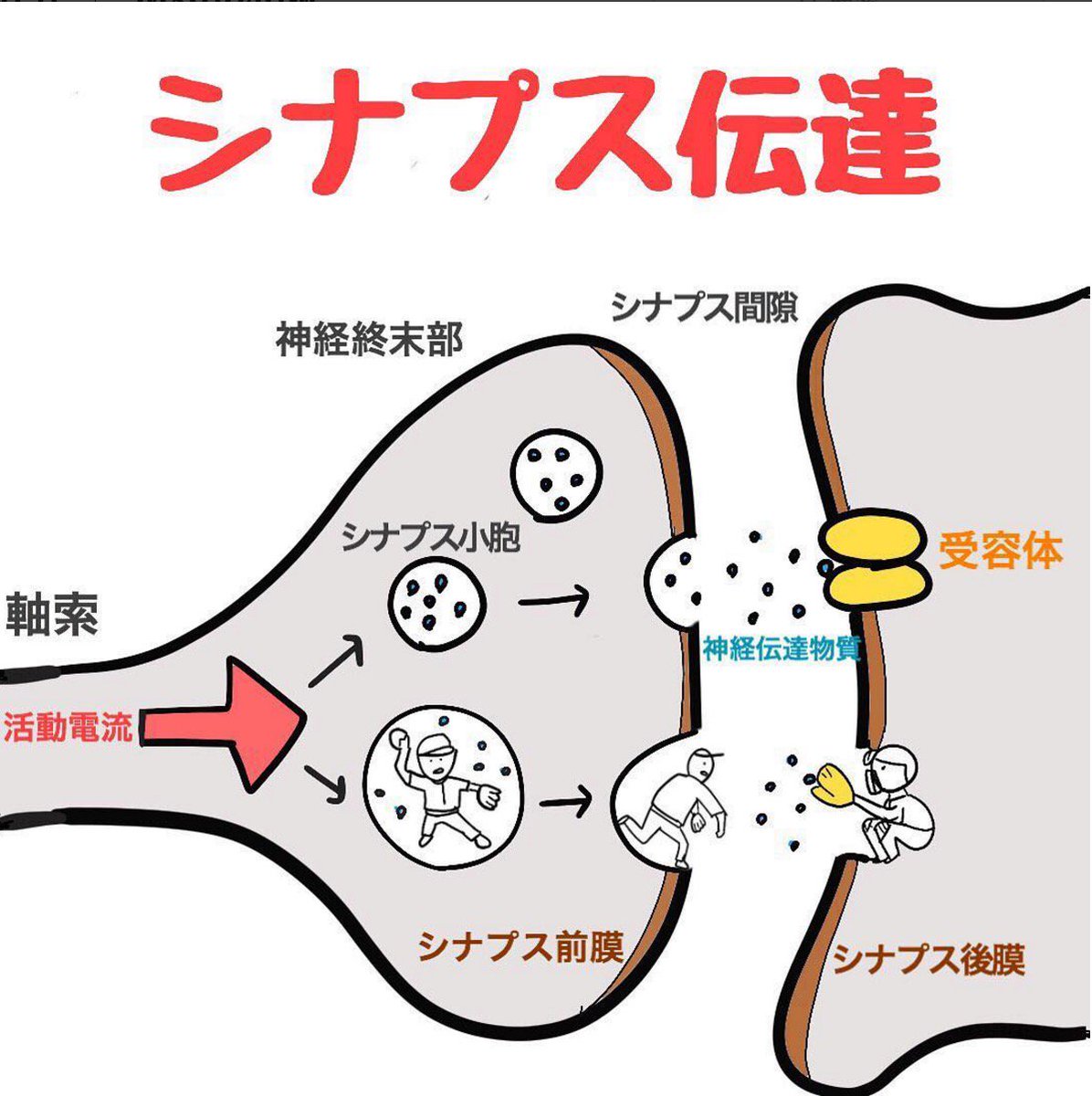 神経 伝達 物質 は どれ か