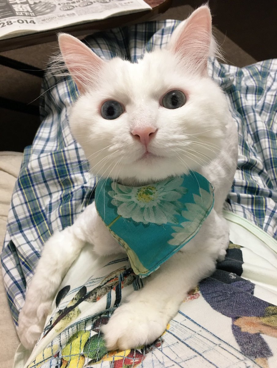 つる On Twitter 傷舐め防止のバンダナ もういらないくらい治ってきてるけど可愛いからつけてる ネコ 猫