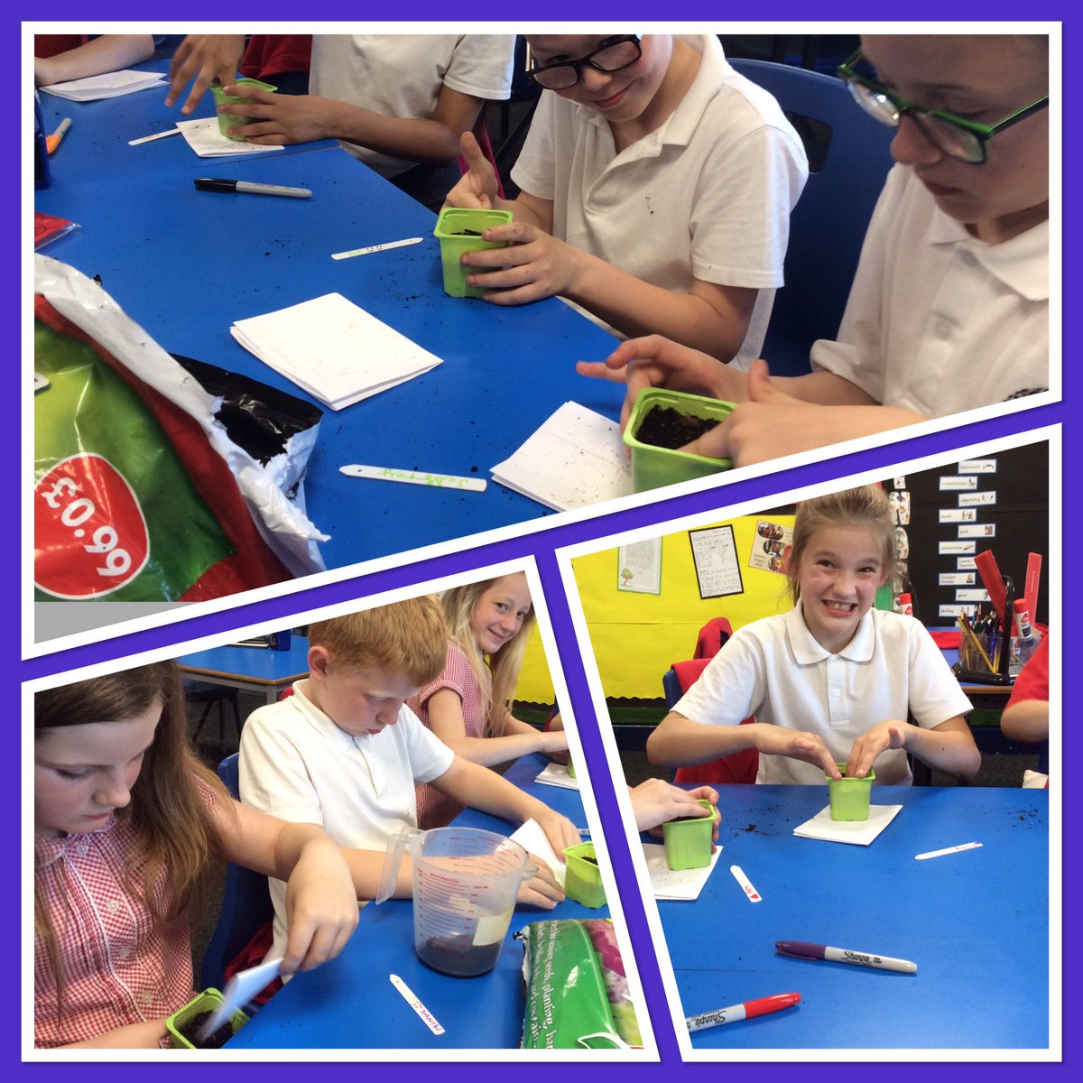 HornshawMrs's tweet photo. Planting our herbs for Goole in Bloom 🌿@BoothferryPS @BPSinBloom #ourbloom https://t.co/kxjIaqyAda