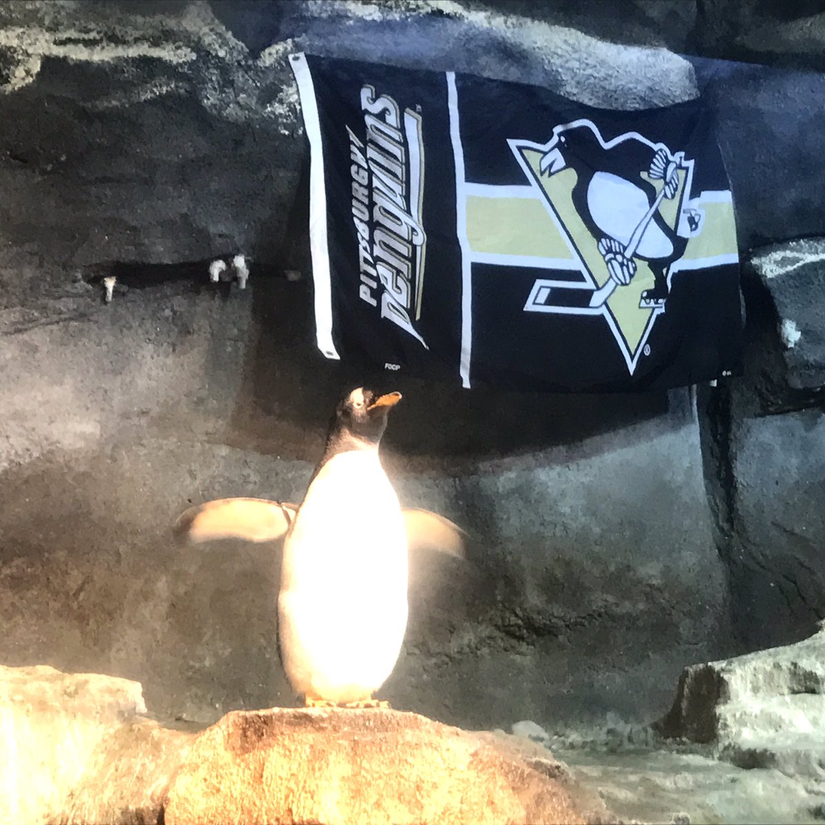 #letsgopens #pensin7 <a href="/penguins/">Pittsburgh Penguins</a> <a href="/PghZoo/">Pittsburgh Zoo & Aquarium</a>