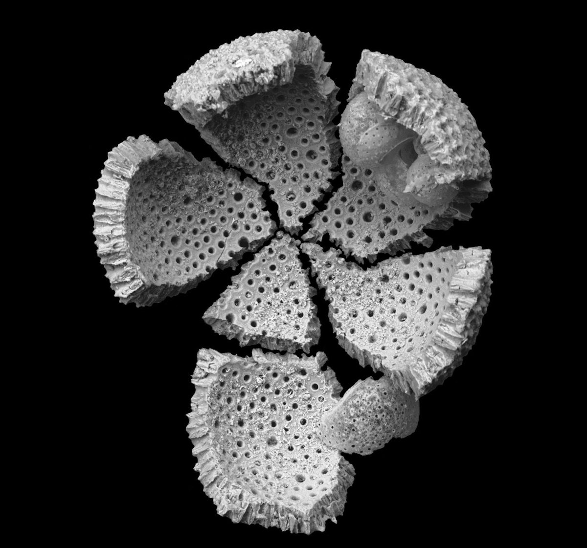 DrLynzFox's tweet photo. Early submission for #fossilfriday as my weekend starts tomorrow. My favourite SEM image, artistically named: "Bébé Orbulina sans l'orbe.." https://t.co/UMwxQJuful