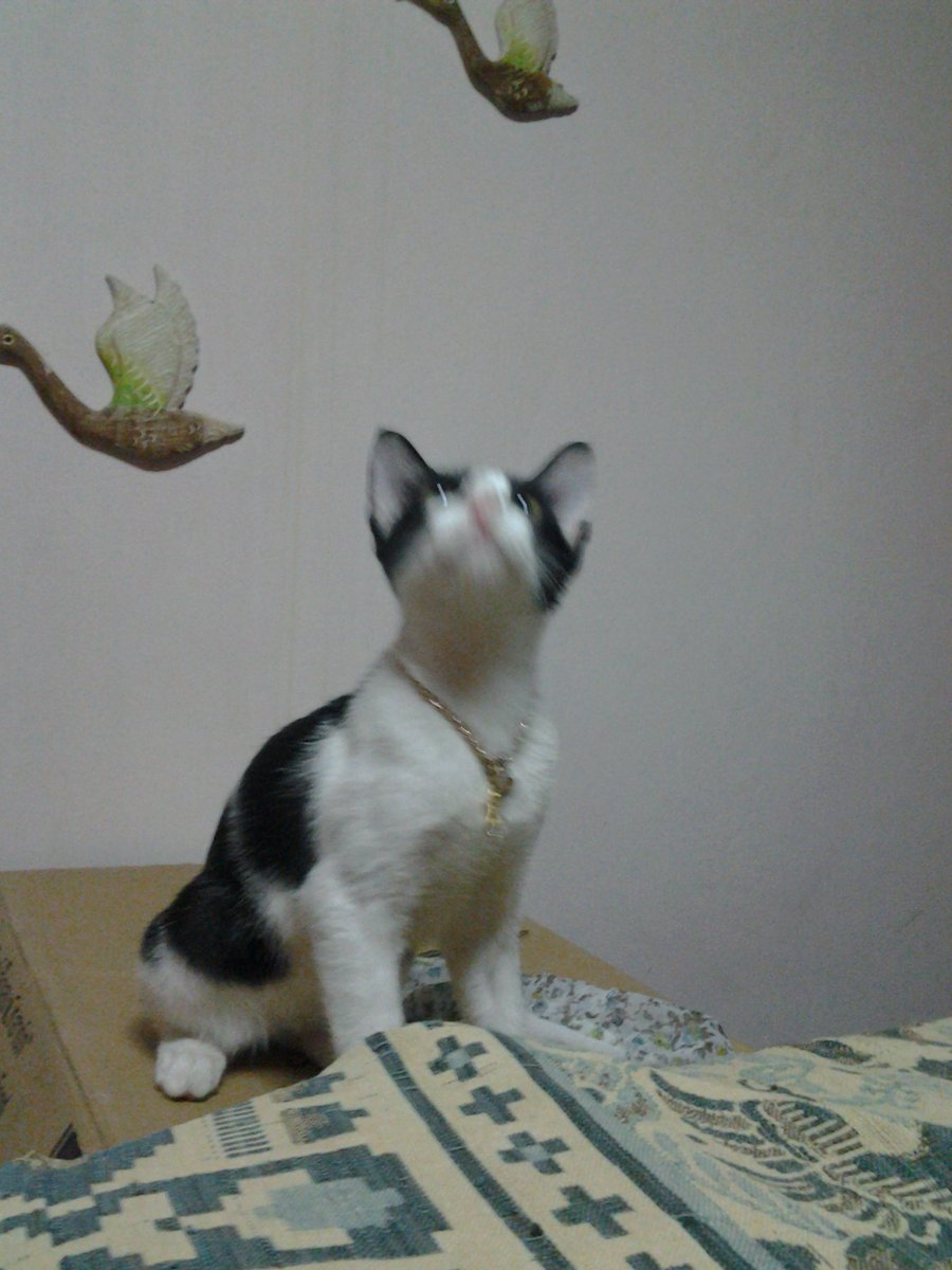 goolwadee's tweet photo. @YoshikiOfficial Dear,my lucky pets have their Japanese names : "Toshio"and "Aiko" . https://t.co/pd3gJkadi7