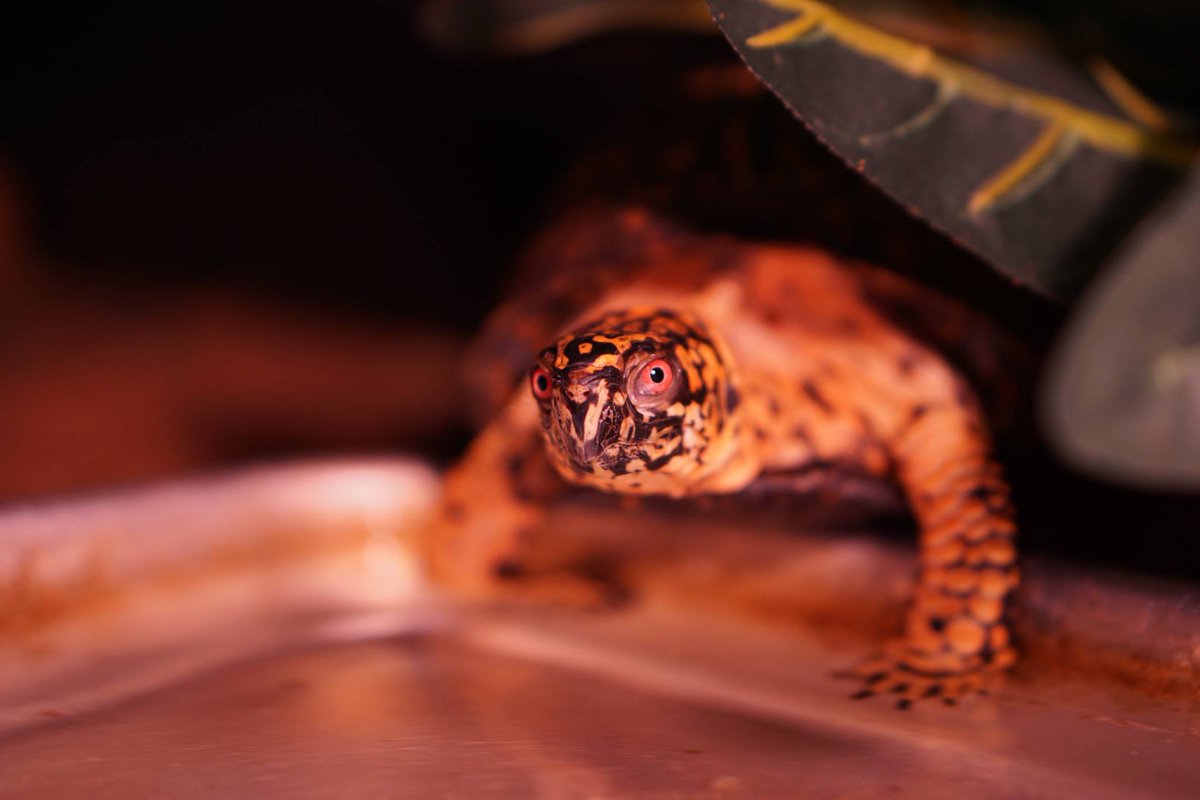 JoshDataTurtle's tweet image. 