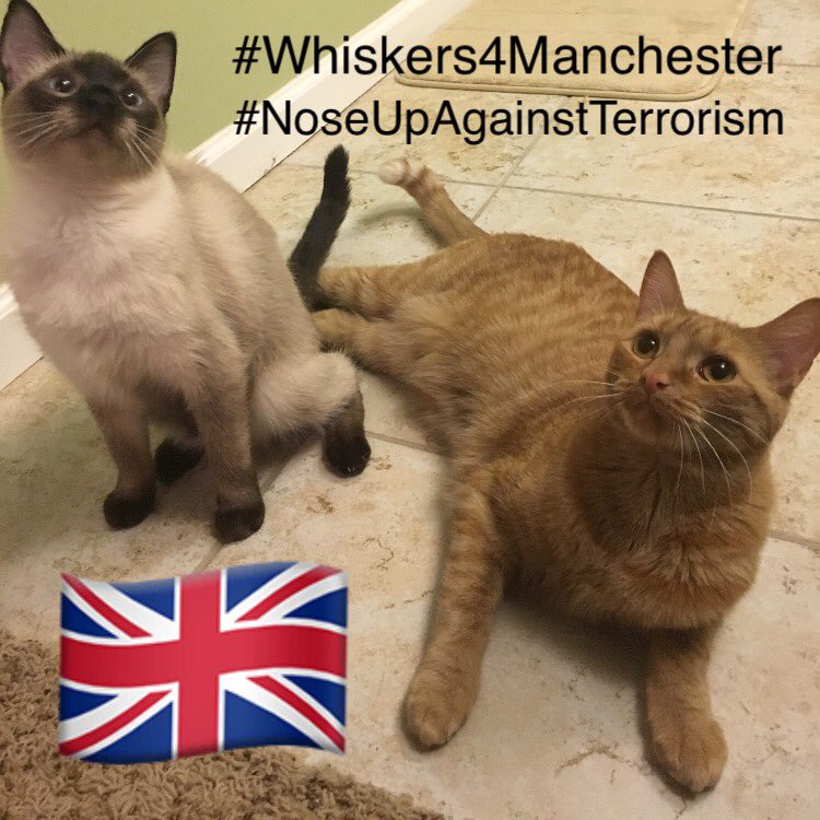 MiloAndQuinn's tweet photo. https://t.co/qSKANgOPuv