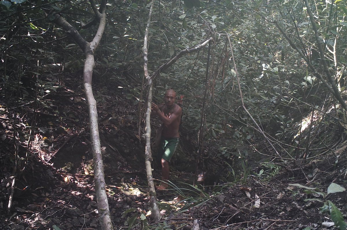 coolearth's tweet photo. When you get caught sneaking off work early because you wish it was the weekend already… #CaughtOnCameraTrap #RainforestLife https://t.co/SDR8VM6JuS
