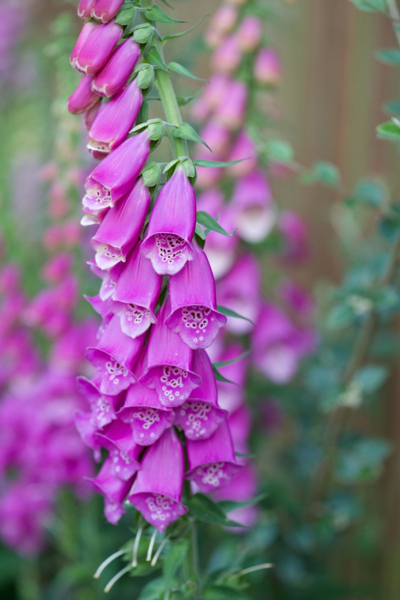 barrettandcoeab's tweet photo. To celebrate RHS Chelsea week #RHSChelsea #rhschelsea2017 #flowergarden #bloom #ThursdayThoughts https://t.co/DPt0MhKgdq