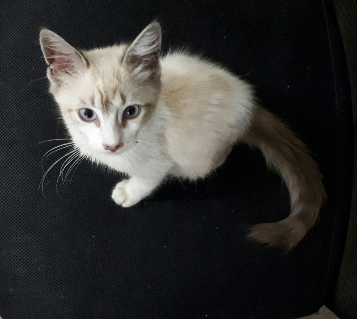 gimenestadeu's tweet photo. GATINHO PARA ADOÇÃO - RJ
Ele tem +/- 4 meses, tá sendo medicado e será vermifulgado. Calmo e amoroso, adora colo
chamar no wpp 992408083 https://t.co/pl49XvOmM5