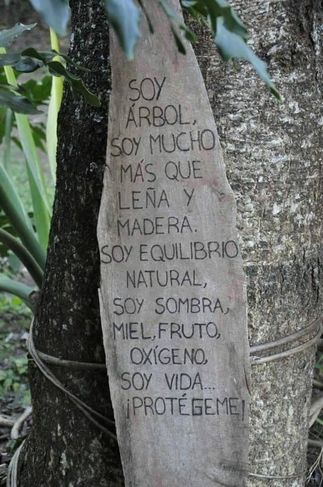 Ecogranjero's tweet photo. Los bosques, pulmones del mundo https://t.co/oMkKmYsHdl