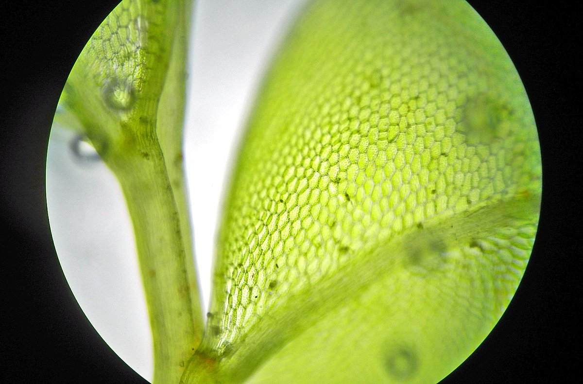 mossworld - annette tweet media