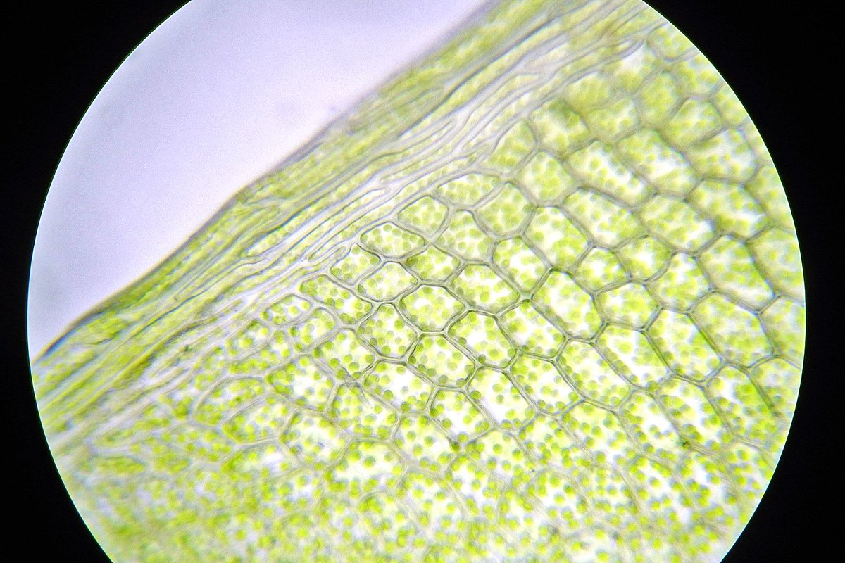 mossworld - annette tweet media