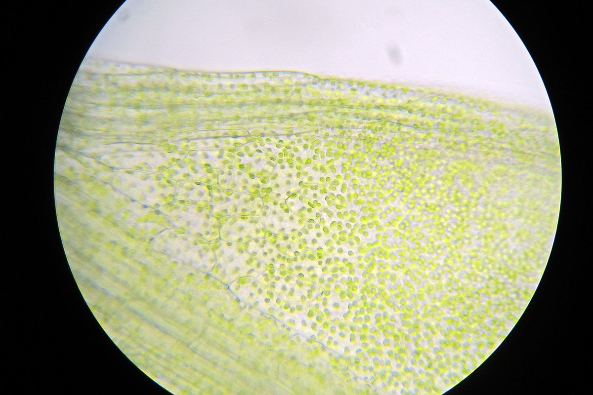 mossworld - annette tweet media