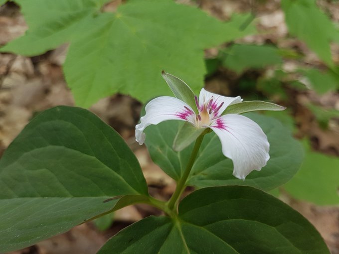 During my morning walk, I found this pretty wild flower for you 😊🌸☀️ https://t.co/KdlNliKQSJ<a href="/tag/tittytuesday"class="tags"><span>#tittytuesday</span></a>