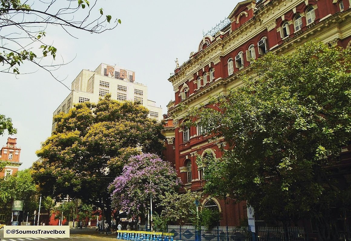 soumostravelbox's tweet photo. #Summer #colors! #writersbuilding  #streetphotography #BBDBagh #flowers #copperpod #radhachura #Calcutta #blooming #street #soumostravelbox https://t.co/LpMev1spdP