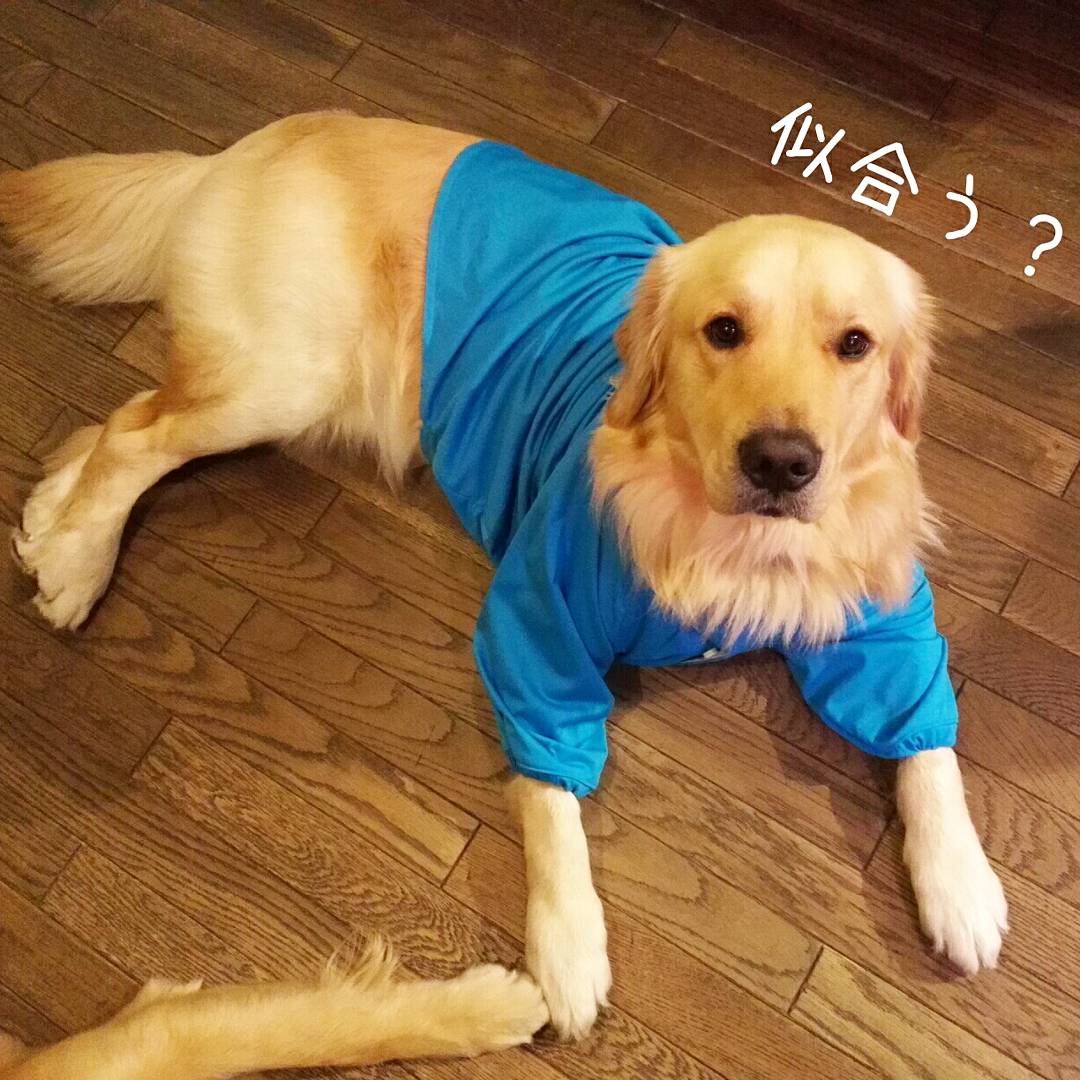 犬用レインコート Twitter Search