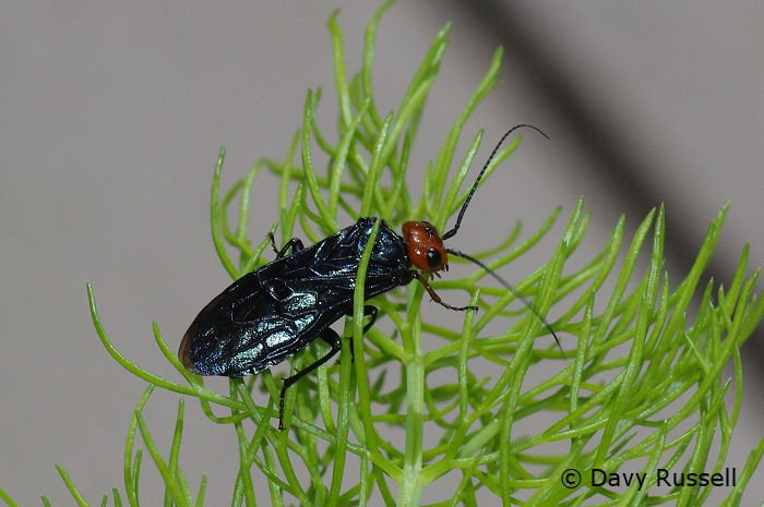 BugHavenBlog's tweet image. This striking sawfly (Acantholyda erythrocephala) was checking out my fennel.  Pine trees are the host to these non-native sawflies.
