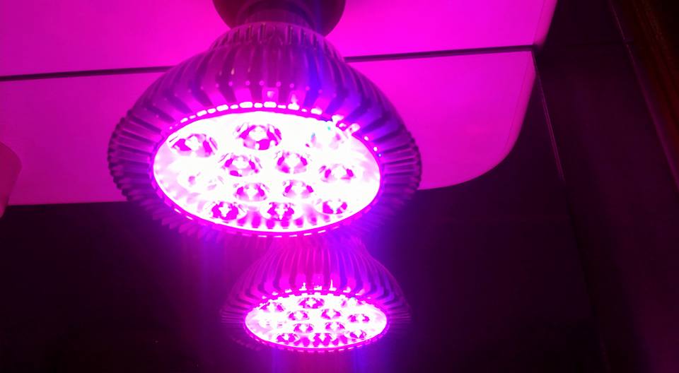 lucia7007's tweet image. #solmore #piante #lampada #crescita #ledrossi #ledblu #giardino #blog #recensione
lepassionidilucy.altervista.org/lampada-coltiv…