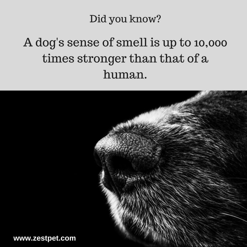 zestpet's tweet photo. Dogs are amazing creatures  :)  #PetFacts  #dogs https://t.co/WeMqExQsa2