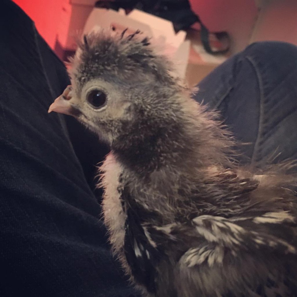 Saille's tweet photo. Mira the #silverlacedpolish chick. My 11 y.o. has wanted one of these since he was three. #urbanchickens #chooksofinstagram (at Indianapoli… https://t.co/N44iFnBWjW