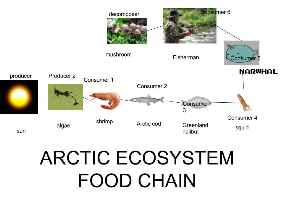 Narwhal Food Chain Biology Diagrams