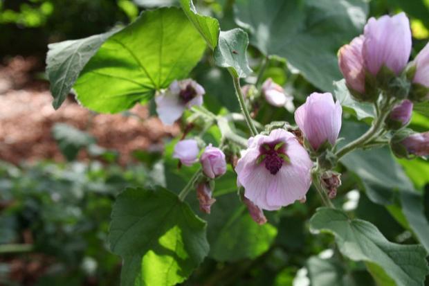 Knysna Log-Inn Hotel tweet media