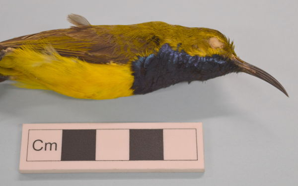 RAMMuseum's tweet photo. A sunbird for #sunnyExeter, from the #HMSChallenger collections. Now at @NtlMuseumsScot https://t.co/5vPB8BjYIM #herecomesthesun https://t.co/af0h6bgcLl