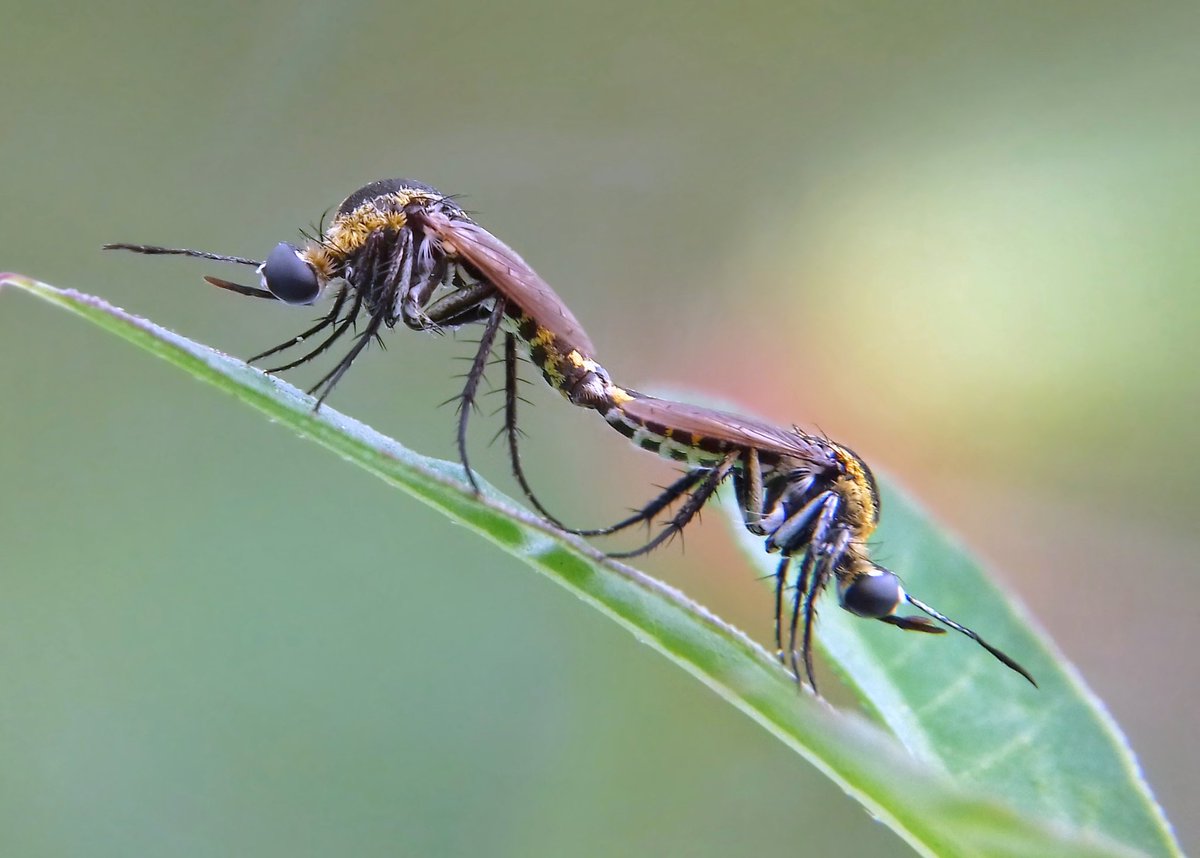 HendrasSetya's tweet photo. toxopora
#macro
#worldmacro https://t.co/j5FIOXCb6n