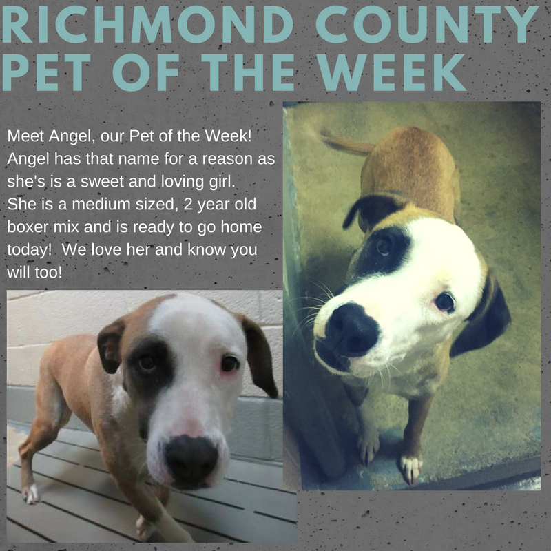 rcoecodev's tweet photo. ❤🐕🐶 #rcopets #adoptdontshop #adoptme #shelterpetsarebest #shelterdog For shelter info click the link below: https://t.co/wd2GdG3ref https://t.co/qq0bNqkTYz