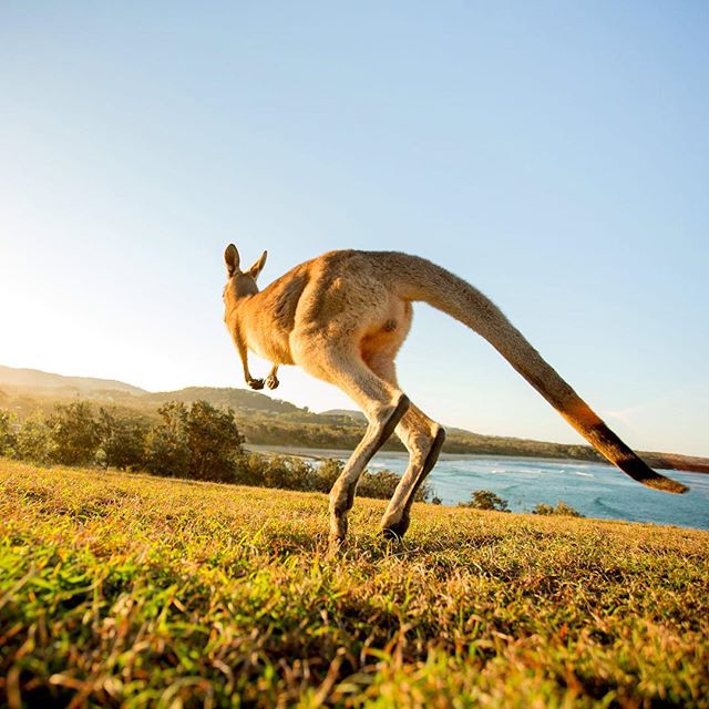 Australia tweet media