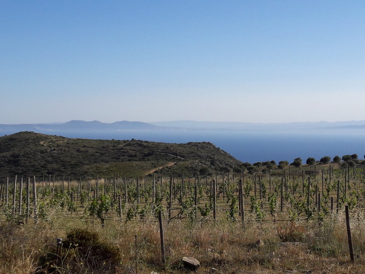 portellvi's tweet photo. Vinyes amb unes vistes privilegiades, molt orgullós del meu territori. Bona feina @annaespelt @EmpordaWine #masmares #vinyesdelcapdecreus https://t.co/eD2CAzTpge