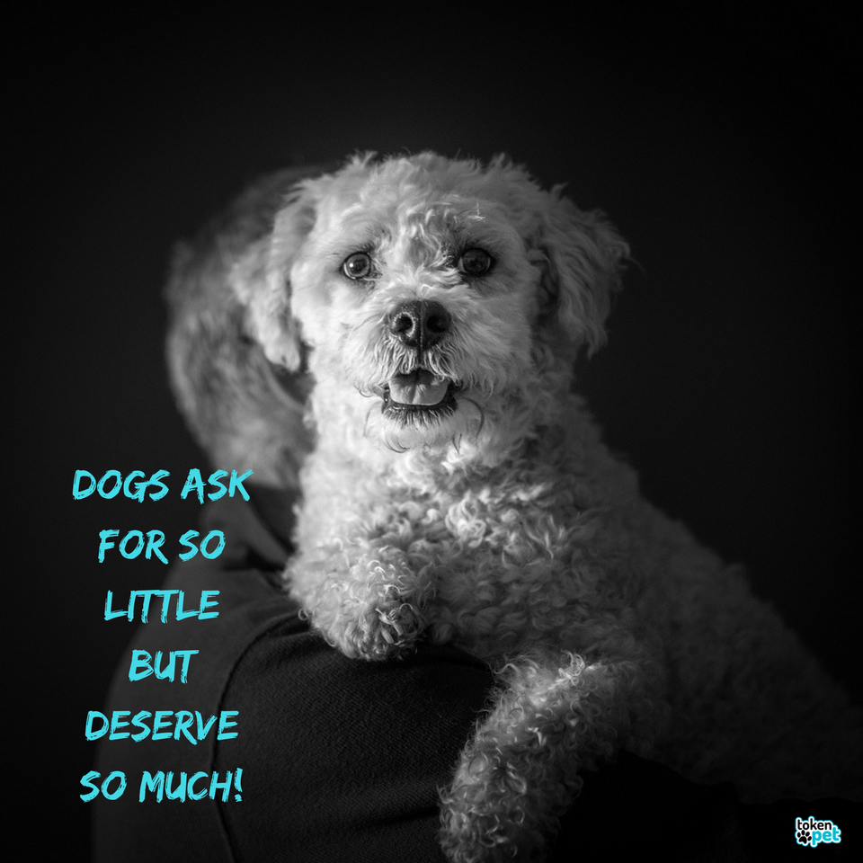 KayaBella_Love's tweet photo. Dogs ask for so little!
But deserve so much!
#dogs #pets #tokenpet #love #AnimalRights #AnimalCruelty #adoption #humanesociety #petowners https://t.co/UlQkaVHAVT