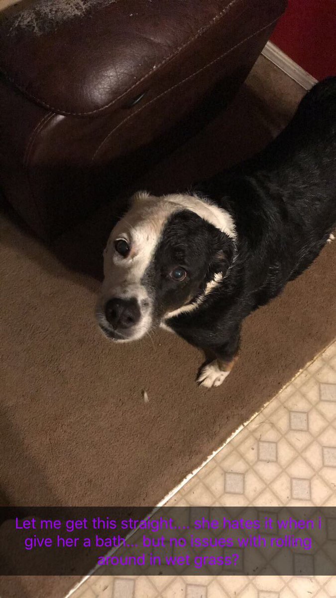 MabrySynergyOKC's tweet photo. Dogs man... you feel me? #furbaby #nobath #wetdog #puppylove https://t.co/i2bFs76vgV