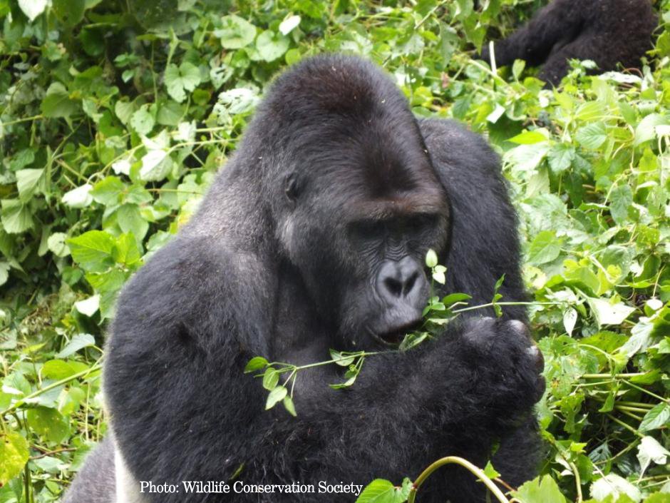USFWSIntl tweet picture