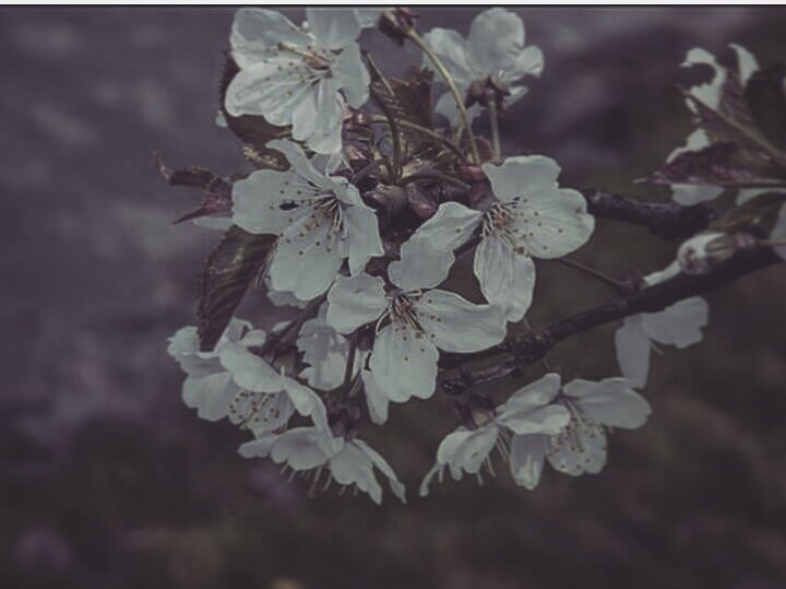 Pandii_Chloee's tweet photo. #photography https://t.co/UkvwqQjW3N