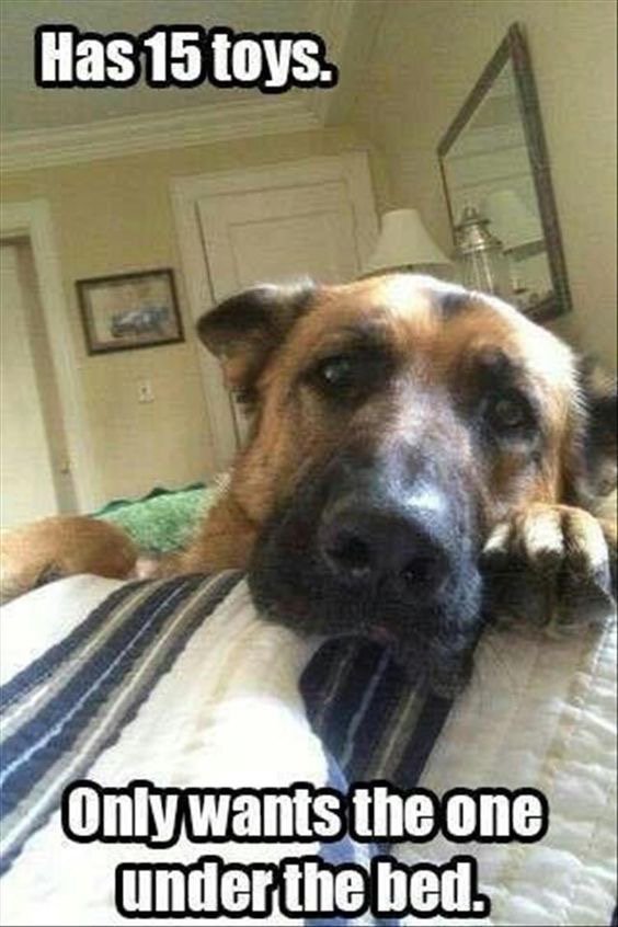 ellelljaytoo's tweet photo. #Dog #Tautology
Dog being a dog๐ถ #ToyProblems ๐พโค๏ธ๐พ
@dogcelebration @MarsaiMarcela @keriqbaum @LindaChilders1 @KJorud https://t.co/x89QsrT7jU