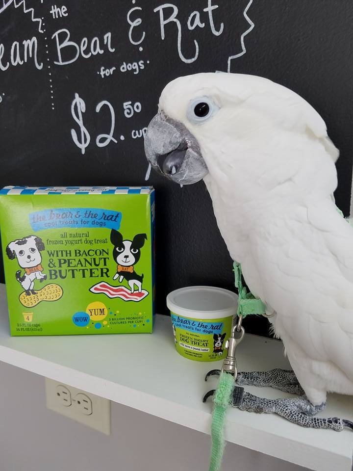 SaltyDogsBakery's tweet photo. Come celebrate Snowball’s Hatch Day w/ us. Get 10% off of single PB &amp; Bacon Ice Cream for #Dogs &amp; get 20% off of a 4 pack! #dogicecream https://t.co/BgVsQfKzYC