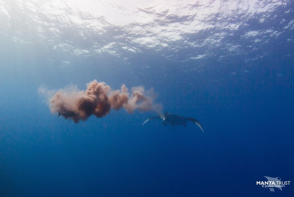 Manta Trust on Twitter: 