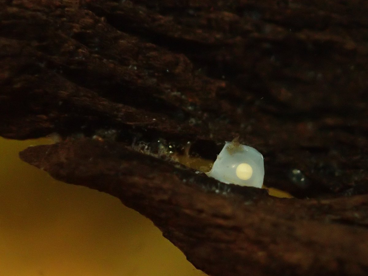 HappyPleco's tweet photo. A very young Clea helena :)
#cleahelena #snail https://t.co/GCVFAHCyvA