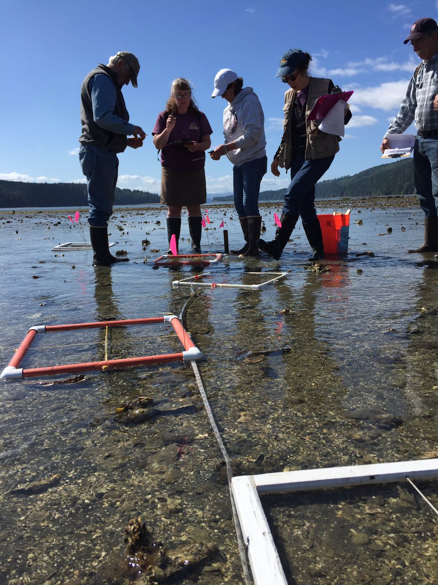 hartnws's tweet photo. @NWStraits @NWSFoundation #citizenscientists from #JeffersonMRC doing #olympiaoyster surveys https://t.co/wWjJFMdy3T