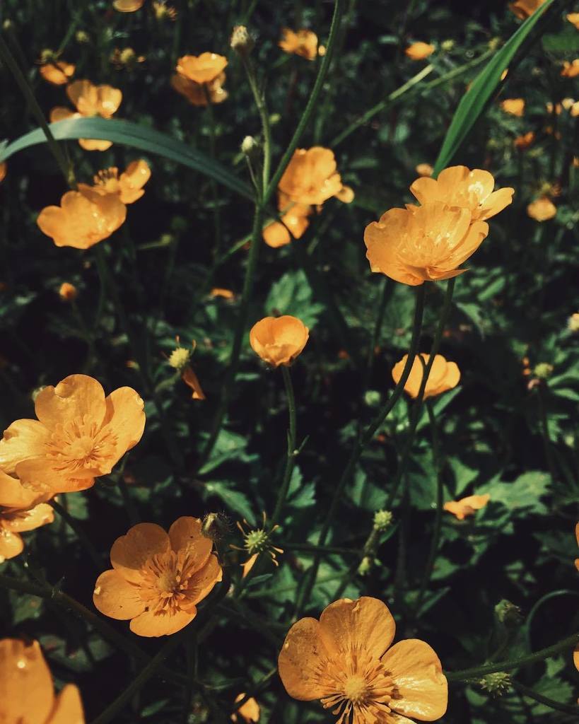 will_fuller's tweet photo. So many wildflowers out on my run through the local lanes today. .
.
.
.
.
#vsco #vscocam #vscodaily #vscouk #neve… https://t.co/h6RCK6dLyp https://t.co/UzJL9mkTip