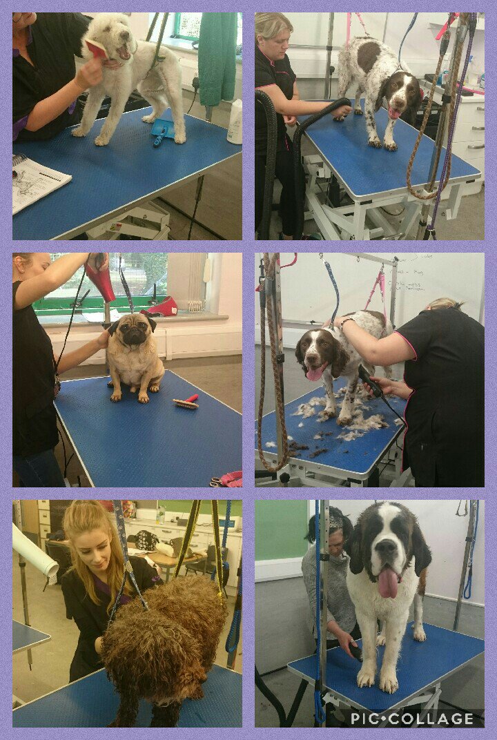 RHC_Canine's tweet photo. Our students hard at work today with some lovely dogs 🐩 🐕 
#dogsoftwitter #dogs @RHC_BizandEvent @Reaseheath #doggrooming https://t.co/5tu78WGMX6
