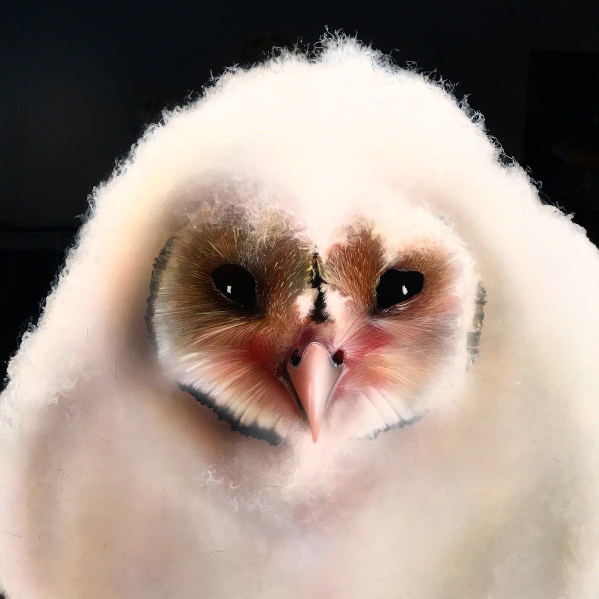 MeiselGallery's tweet image. Peter Maier "Cotton - Hoot" 2017, Axalta CROMAX-AT on fabricated aluminum, 48 x 30" #photorealism #hyperrealism #owl #animals #portrait #ny