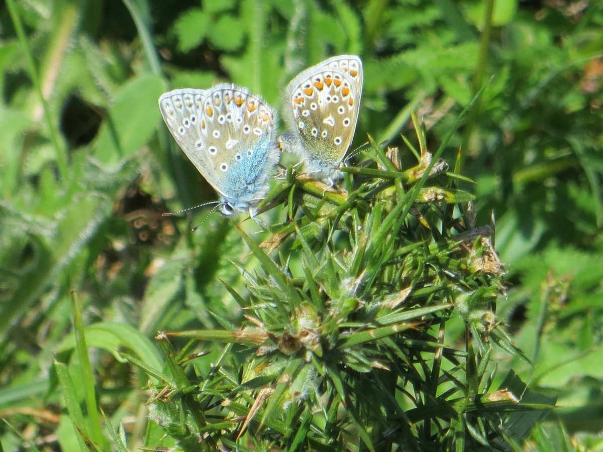 demurely38's tweet photo. CommonBlue #Butterflies making more today at #TrimdonGrange @durhamwildlife @savebutterflies π¦π¦ https://t.co/paEfF17n3v