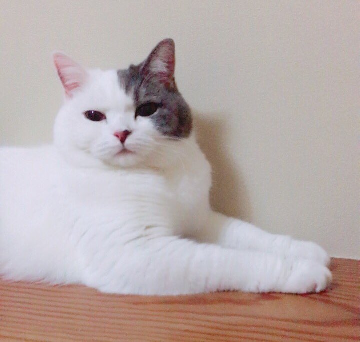 BABY_20150918's tweet photo. 右、左、正面。｢なに？(  ･᷄ὢ･᷅  )」
#B612  使うと猫も盛れる( ∩ˇωˇ∩)💕
#タイムライン #追えてない  #詰んだ…(‘､3_ヽ)_ https://t.co/bMfmF59GyO