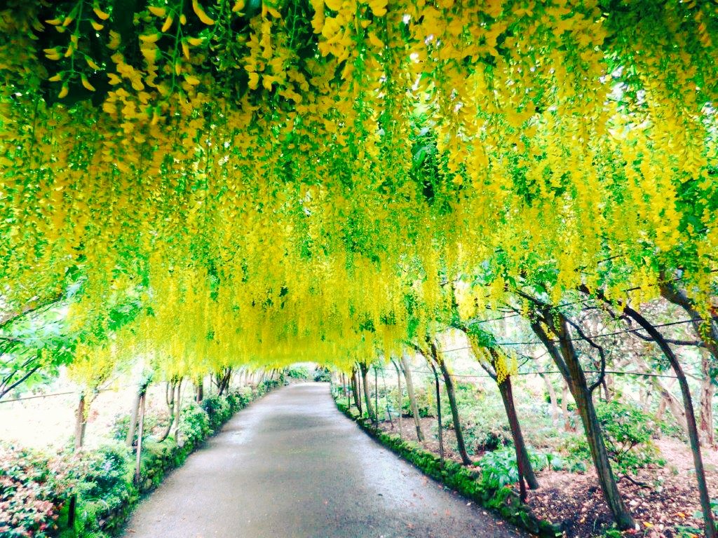 The beautiful Laburnum Arch @bodnantgardennt <a href="/gonorthwales/">Go North Wales 🏴󠁧󠁢󠁷󠁬󠁳󠁿</a> <a href="/visitwales/">Visit Wales 🏴󠁧󠁢󠁷󠁬󠁳󠁿</a>