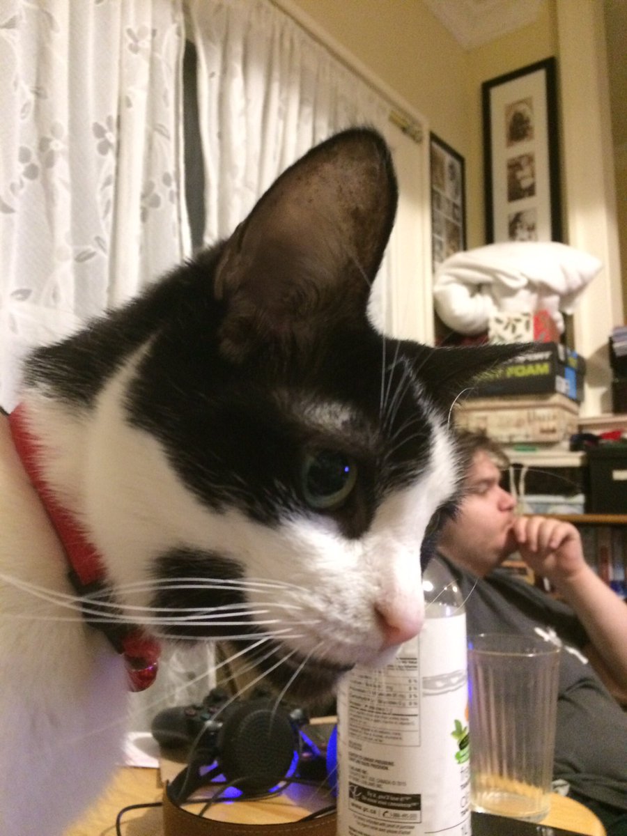 storydaddy's tweet photo. @LordGraydon Diva Ariane: Vewy nice sir. *mews smile of appreciation, brofurs Henry &amp; Finny MOL snicker, diva suckerpawnches both* ROMMWO #DivasRule 😼😻🐾💋 https://t.co/XxcTg8svAm