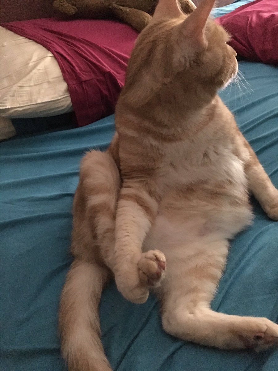 storydaddy's tweet photo. @LordGraydon Diva Ariane: Vewy nice sir. *mews smile of appreciation, brofurs Henry &amp; Finny MOL snicker, diva suckerpawnches both* ROMMWO #DivasRule 😼😻🐾💋 https://t.co/XxcTg8svAm