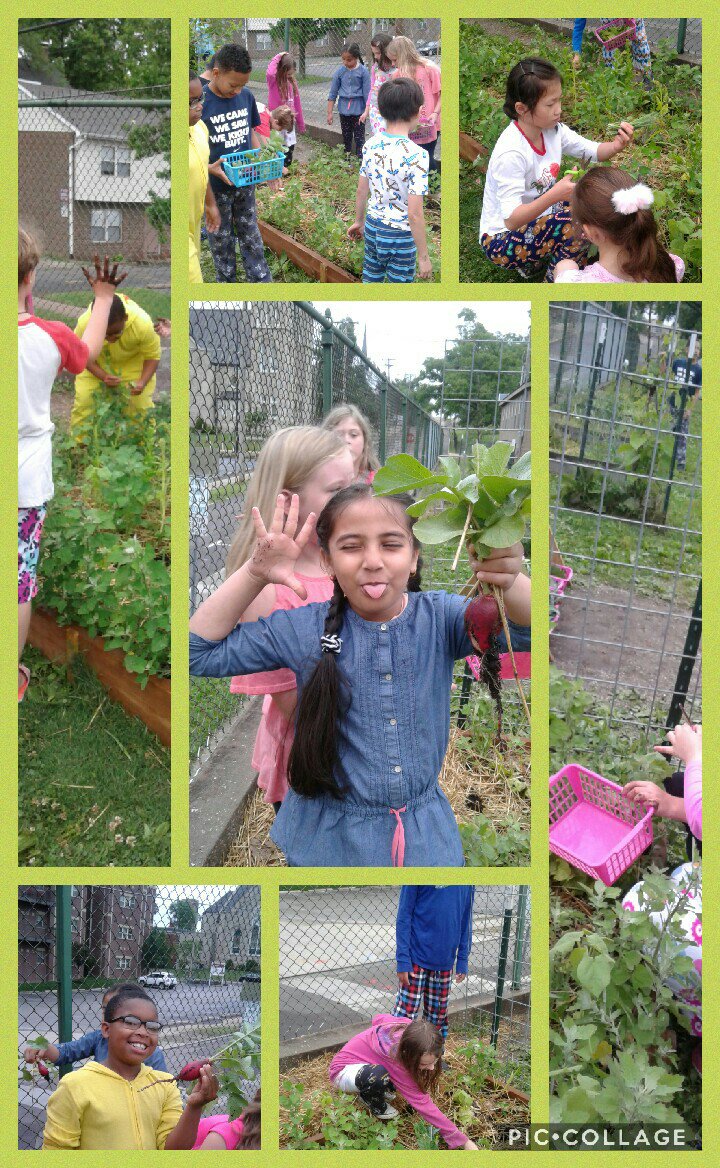 Wortham3rdGrade's tweet photo. On Tuesday, we harvested many veggies from our garden and had a salad party! https://t.co/UvK5hWly6C